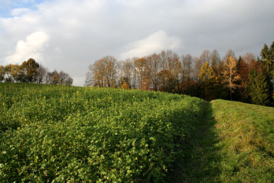 Spatherbst-22.jpg