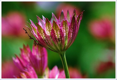 Astrantia_3_04-06-2006.jpg