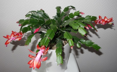 Weihnachtskaktus 3 - Blüte 25.1.2017.jpg