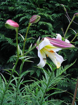 Lilium_regale.jpg