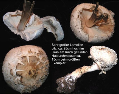 Unbekannte_Pilze_3.jpg