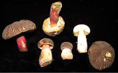 Unbekannte_Pilze_4.jpg