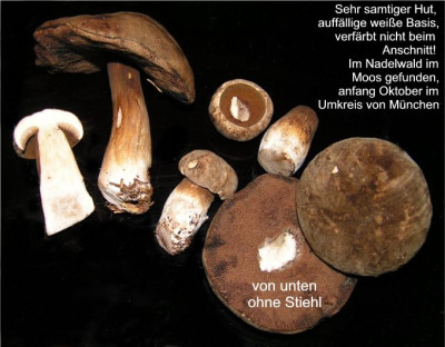 Unbekannte_Pilze_5.jpg
