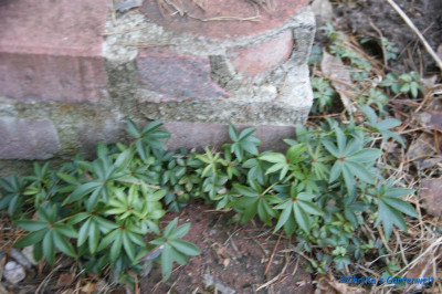 comp_DSC06126.jpg