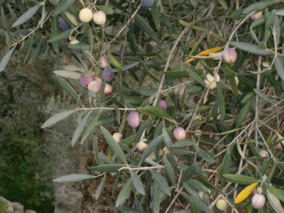 PC010026.JPG