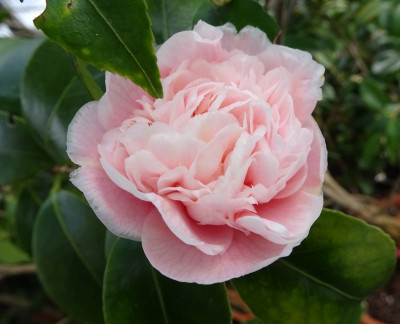 DSC04284.jpg