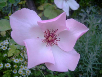Rosa_Dainty_Bess.JPG