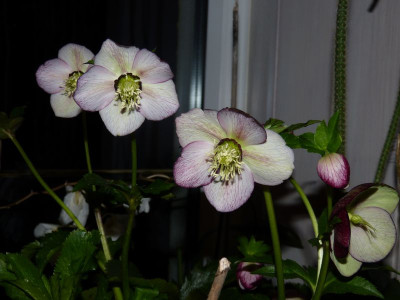 2017-01-27 Helleborus.jpg