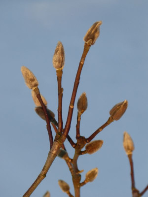 2017-01-27 Gartenimpressionen 1.jpg