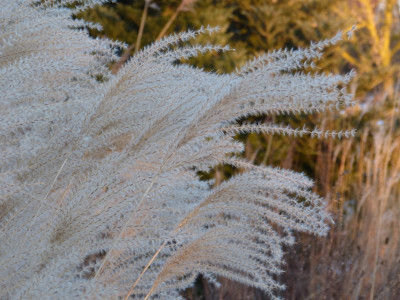 2017-01-27 Gartenimpressionen 4.jpg