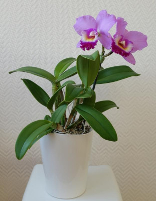Cattleya 28.1.2017.jpg