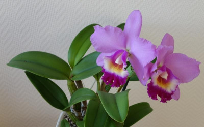 Cattleya 28.1.2017.jpg