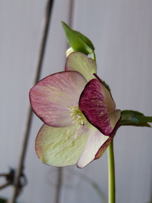 2017-01-28 Helleborus 1.jpg