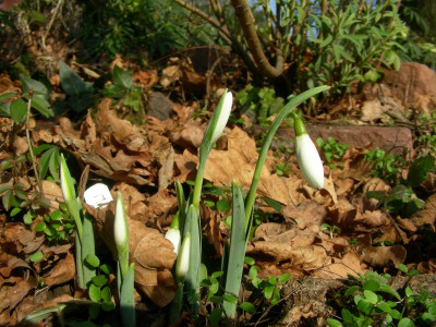 Galanthus elwesii Mrs Mcnamara DSCN8886.JPG