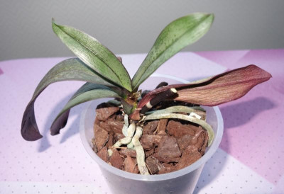verenachlässigte Phalaenopsis 1.jpg