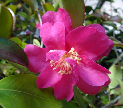 DSC04287.jpg