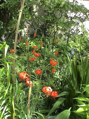 Lilium_pumilum_1.jpg