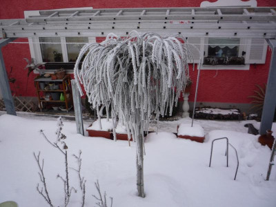 Thuja plicata Whipcord 29.01.2017.JPG