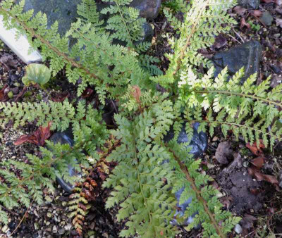 Polystichum setiferum  'Barford's Dwarf' ... 29.1.17 008.jpg