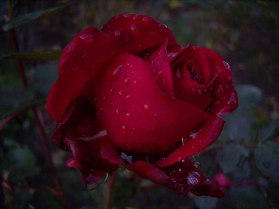 Ingrid_B.Herbst06.JPG