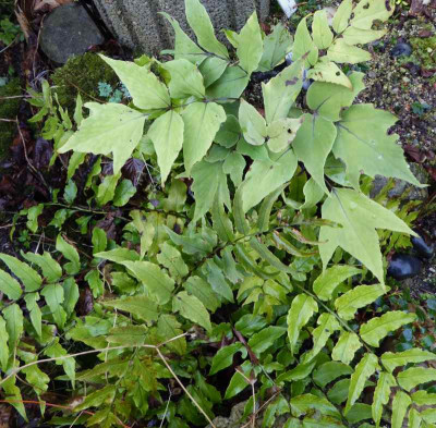 Cyrtomium ...   29.1.17 001.jpg
