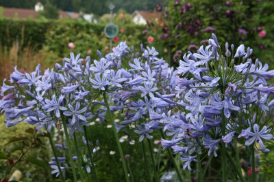 Agapanthus0916JPG.JPG
