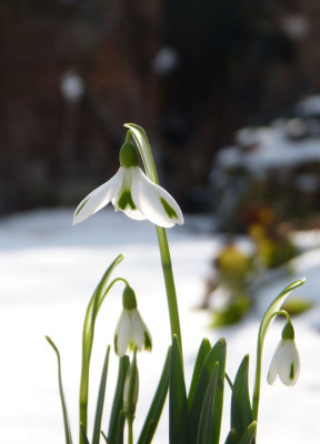 2017-01-29 Galanthus 'Trumps' 2.jpg