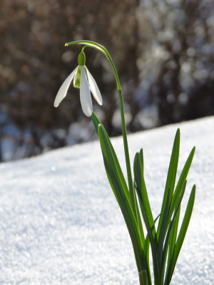 2017-01-29 Galanthus 'Wasp'.jpg