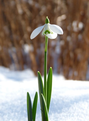 2017-01-29 Galanthus nivalis Imperati 1.jpg