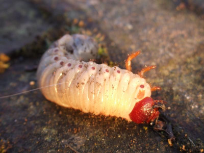 DSCF3570.JPG