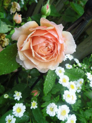 Rose Mutterkraut.jpg