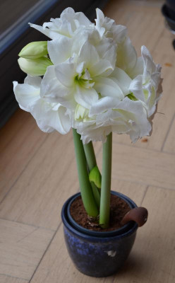 Hippeastrum-Alfresco.17-5.jpg