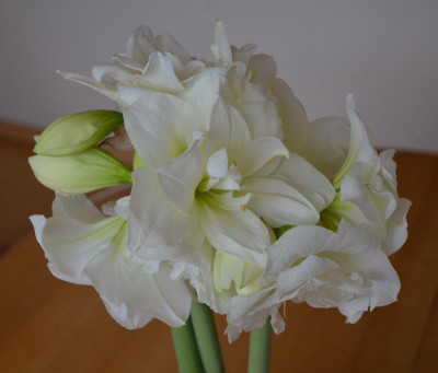 Hippeastrum-Alfresco.17-3.jpg