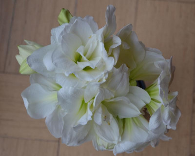 Hippeastrum-Alfresco.17-4.jpg