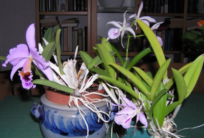 Orchideen.jpg