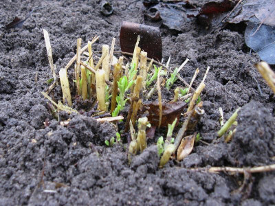 P amplifolia Pöppel Austrieb 2.jpg