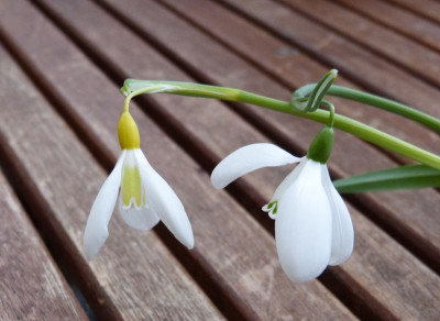 2017-02-01 Galanthus 'Wendy's Gold' - 'Mrs. Thompson'.jpg