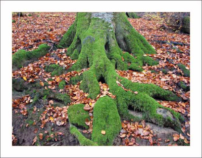 BAUM_SO_1211_RI.jpg