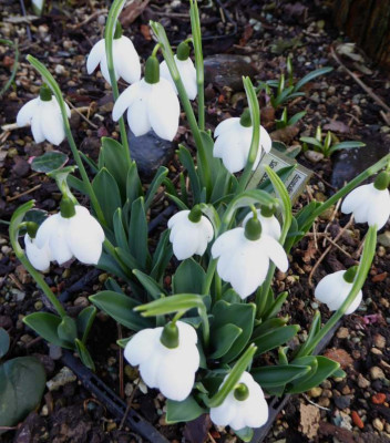 'Godfrey Owen'  ...   2.2.17 024.jpg