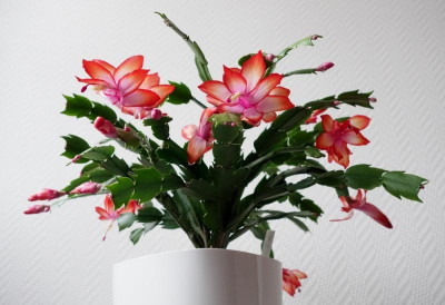 Weihnachtskaktus 2. Blüte 2.2.2017.jpg