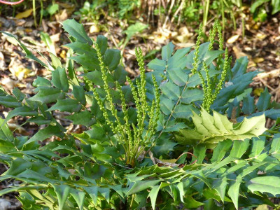 2016-10-30 Mahonia 'Winter Sun'.jpg