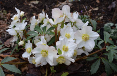 Helleborus_niger-ChristmasCarol.17-1.jpg
