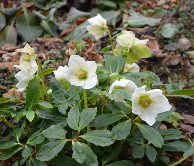 Helleborus_niger-Saämling-JL.17-1.jpg