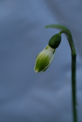 DSCF0578_1977.JPG