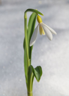 2017-02-04 Galanthus 'Wendy's Gold' 3.jpg