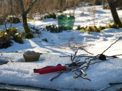 2017-02-04 Gartenimpressionen 2.jpg