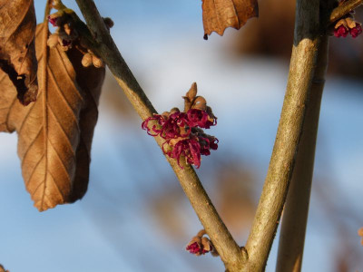 2017-02-04 Hamamelis 'Amethyst'.jpg