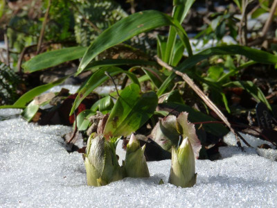 2017-02-04 Helleborus thibetanus.jpg