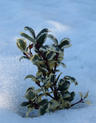 2017-02-04 Ilex meserveae 'Leander'.jpg