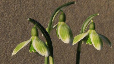 GidW - GREEN TEAR 169.jpg
